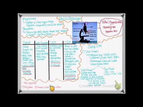 OCR A LEVEL BIOLOGY - UNIT 2.1 (PART 1) | MICROSCOPY