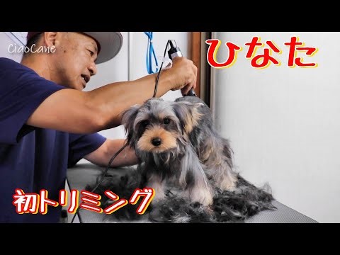 ひなたはじめてのトリミング【チャオおじさんの床屋さん】