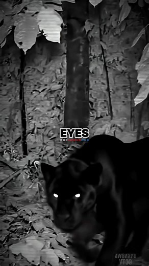 Black Puma Encounter - Joe Rogan