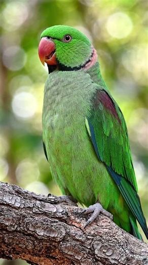 Alexandrine Parakeet Relaxing ASMR 🌿 | Calm Bird Sounds & Nature Vibes 🐦
