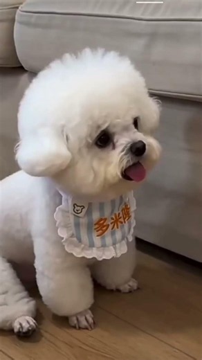 Bichon frise Teacup