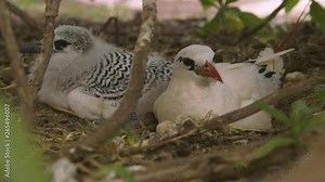 Extreme close-up still shot of a red-billed tropicbird lying next to its young chick at a nesting ground, Lady Elliot Island, Great Barrier Reef.
