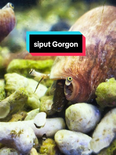 Panduan Merawat Siput Fighting Conch Snail di Akuarium