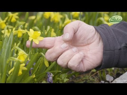 How to Plant Narcissi Tete-a-Tete: Spring Garden Guide