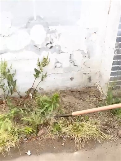 Watch Garden Rake Tools for Gardening Weeding on Amazon Live