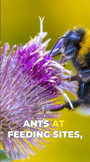 Do You Know: Why Bumble Bees Lose Resources Even When They Win the Fight