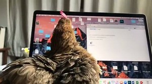 5K views · 325 reactions | La segretaria perfetta! | La Nina | Facebook