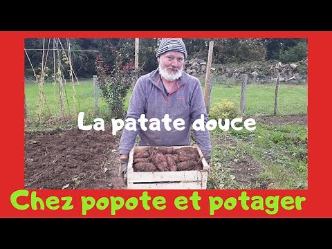 HOW TO GROW SWEET POTATOES SUCCESSFULLY 🍠 IN THE VEGETABLE GARDEN