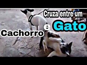 Cachorro cruza com gato e fica agarrado.