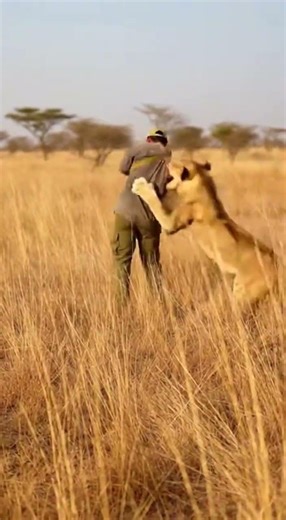 Unless you're ready for a 400 pound hug! 🦁😂 #LionPlay
