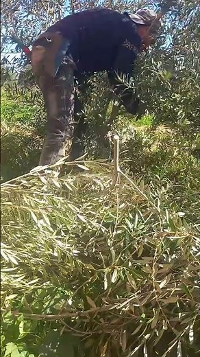 Olive Tree Pruning Method