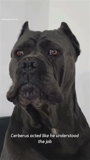A 180 Pound Cane Corso Disappeared Every Night for 3 Months—What They Discovered Was Incredible #Dog