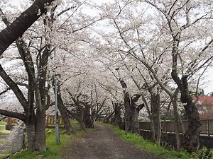 2023年【角館の桜】開花状況　4月17日