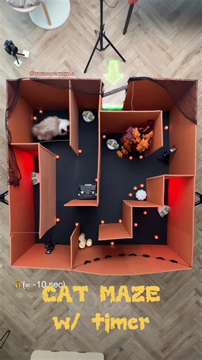 Mia Wins the Cat Maze Challenge | Cat Game Fun