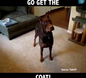 576K views · 2.4K shares | Go get the coat! | Animal Channel | Facebook