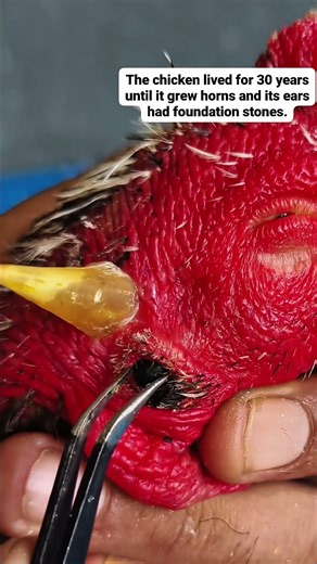 😱 This 10-Year-Old Chicken Had Massive Growths Near Its Ears! 🐔