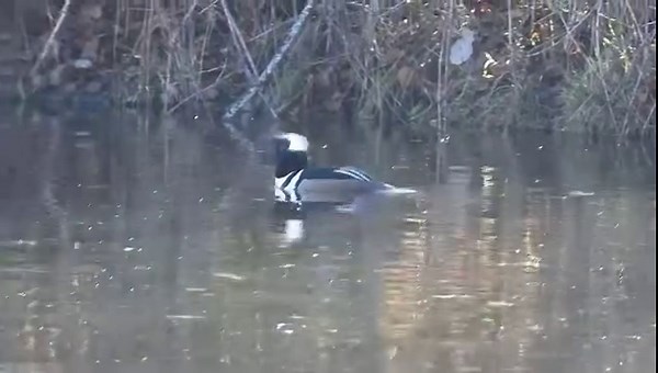 Sound up! 😄 call of the hooded merganser | Pacificnorthwestkate