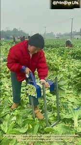 Ernte und Verpackung von frischem Gemüse auf dem Feld