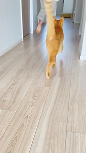 茶トラ猫のみゃお on Instagram: "ルンルンみゃお 出張帰り翌日の朝のみゃお おやつ持ってるわけでもないのに ルンルンでついてくるついてくる😚💨"