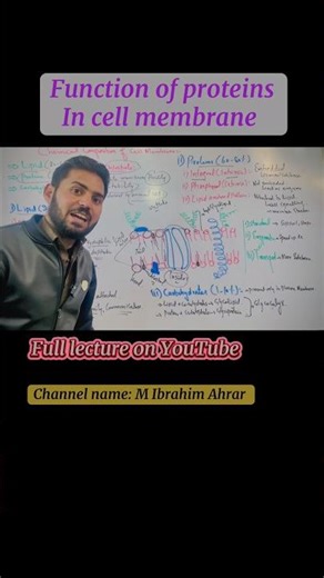 Function of proteins in cell membrane