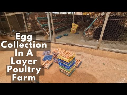 Egg Collection in a Layer Poultry Farm