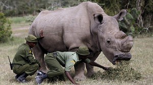 1M views · 14 reactions | The 45-year-old Sudan, the sole remaining male of the rare subspecies of white rhino, died in Kenya. | Video From The New York Times | Facebook