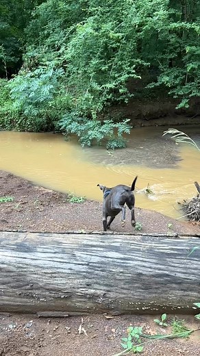Our blue lacy dog feeling like a hero at the creek! 🤣 #creek #creekside #bluelacydog #easttexas | Legg Creek Farm