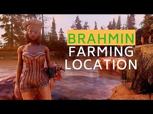 BEST BRAHMIN FARMING Location in Fallout 76
