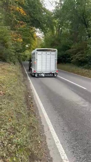 𝗔𝗿𝗲 𝗬𝗼𝘂 𝗝𝗲𝗮𝗹𝗼𝘂𝘀? A high spec trailer definitely getting some jealous looks today. ✅️ Personalised Beefy Flap ✅️ Internal light ✅️ Additional front & rear LED'S ✅️ Slurry tank ✅️ Closed lower vents ✅️ Fold down front ✅️ Aluminium mudguards ✅️ Tri axle Make sure your next trailer is customised to what you need. CALL NOW FOR MORE INFO👇 📞07739 043235 🔎 https://bit.ly/3QPety7 #livestocktrailer #cattletrailer #farming #agrispec #TrailerForSale | Farm Compare