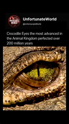 You’ve Never Seen a Crocodile Eye This Close