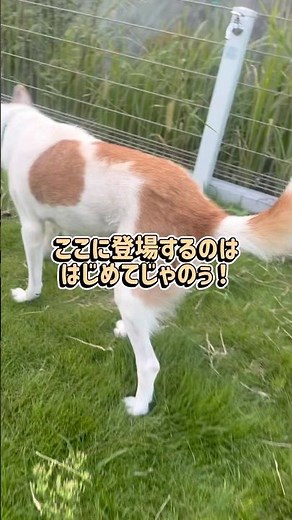 初登場！わしがわかるかのぅ #さかがみ家 #保護犬 #保護猫 #dogs #cats #坂上忍