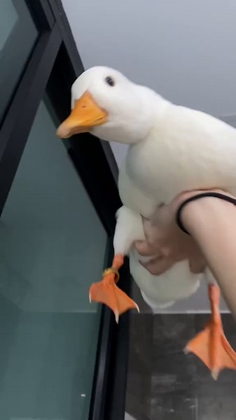 Discover Cute Call Ducks: Small and Adorable Pets