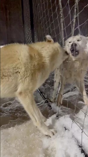 Волэнд Алмаз через решетку вцепился в Вольфхунда Оскара 😱