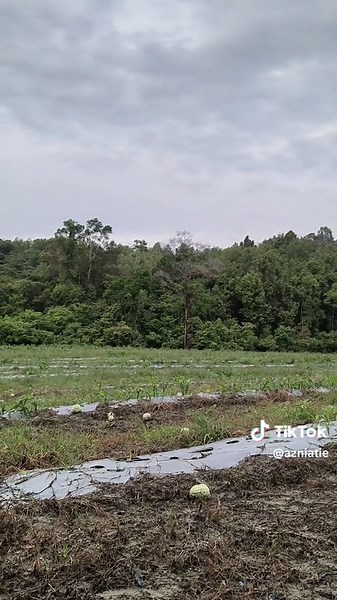 Lagu Tenang: Momen Kebahagiaan dan Ketenteraman