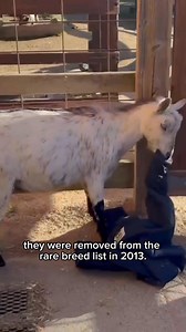 3.1K views · 190 reactions | It’s World Goat Day! Meet two of our...