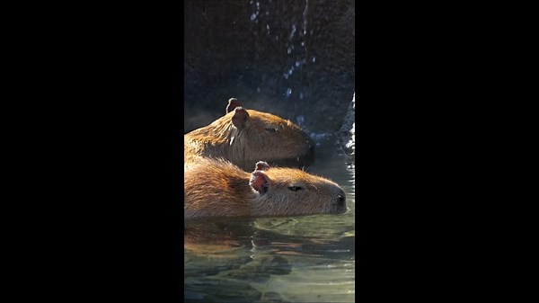 Encounter the Capybara: Understanding Earth's Gentle Giants.