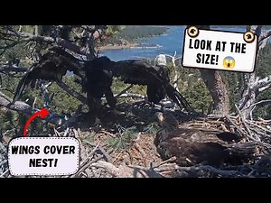 READY TO FLY! 🦅 Luna's Wings Bigger Than Ever — Fledge IMMINENT! | Big Bear Bald Eagles 2026