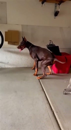 American doberman playing with cat #dog #cat#viral