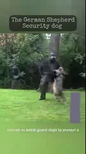 174K views · 20K reactions | Real life Game of Thrones fantasy Direwolf. Game of Thrones Direwolves are not real life historical Direwolves that went extinct 10,000 years ago! They are fantasy giant wolves from the popular tv series. Anyway enjoy Ocean masquerading as one. #direwolf #gameoftheones #wolf #wolves #castle #cosplay #viking #vikings #medieval #werewolf | Anneka Svenska | Facebook