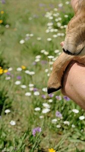 A baby saiga antelope. With a snout like a tiny vacuum and big, soulful eyes, it is one of nature’s quirkiest ungulates. #AI | Discvr Blog