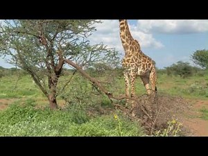 Giraffes of Kenya's Extraordinary Savannas | African Safari with Lenkoko