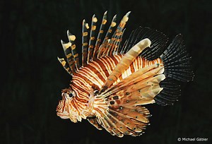 The Ocean’s Least Wanted: 4 Invasive Species to Know