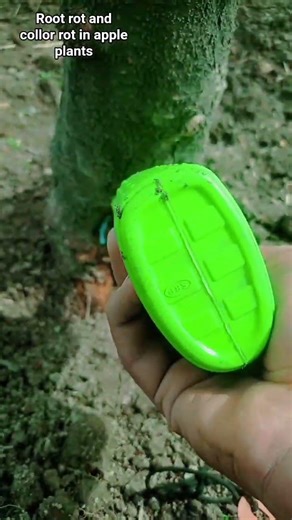 root rot and collor rot in apple plants prevention 🌱🌿🌿🌿🌿