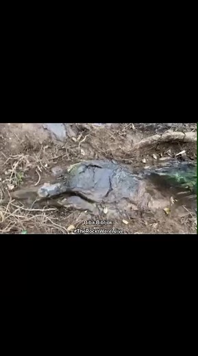 Exploring Giant Mud Fossils and Petrification