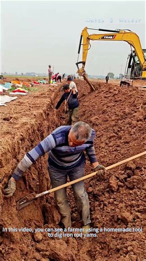 Harvesting Iron Rod Yam: Farmer's Ingenious Tool