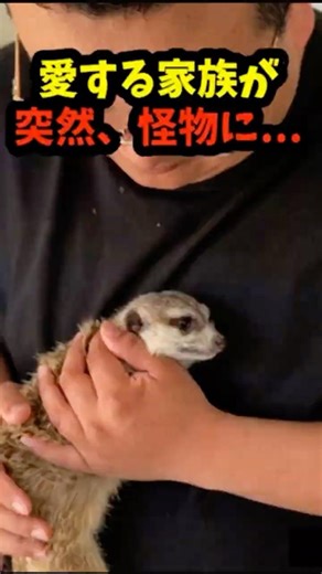 なぜ突然攻撃する？ミーアキャットが変わった“本当の理由”