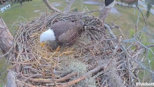 How I look getting into bed after a long day! 🫣 Master nest builder M deserves the rest. 🥰 Eggs soon?! We think so! #eggwatch #baldeagle #birding #birdsofinstagram #wildlife #eagle | Southwest Florida Eagle Cam