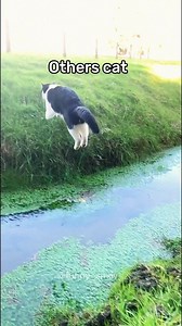 2.7M views · 27K reactions | Other cats VS my cat. Hilarious  | Doc Martin | Facebook