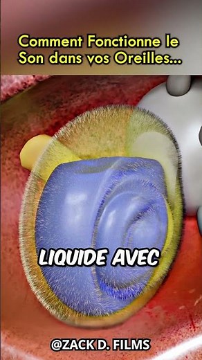 Le Fonctionnement de l'Oreille