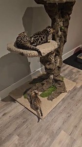 556K views · 11K reactions | Crackers kittens when they were learning to climb Cat tree from Castles and Cat Trees | Breeze Bengals - Sabrina Hewer | Facebook